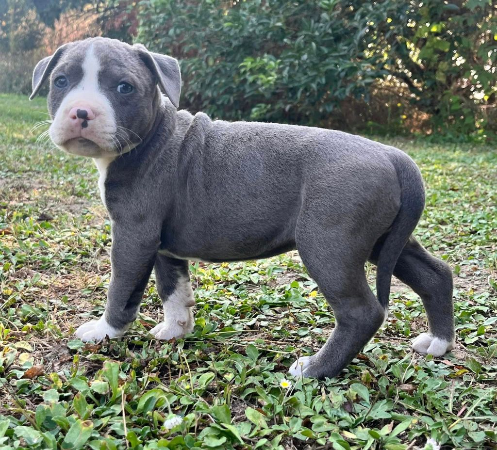 Chiot américain staffordshire