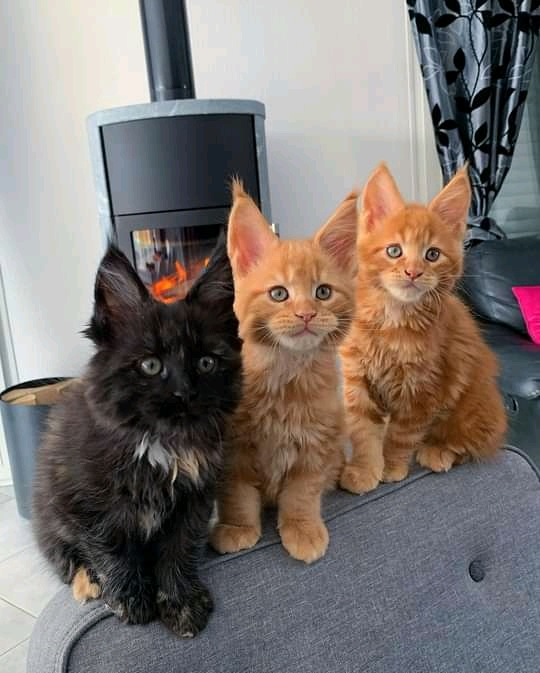 Adoptions Chatons maine coon.
