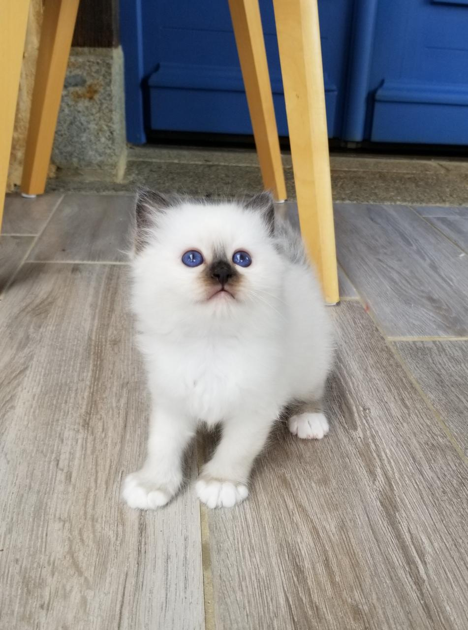 Superbes chatons Sacré de Birmanie