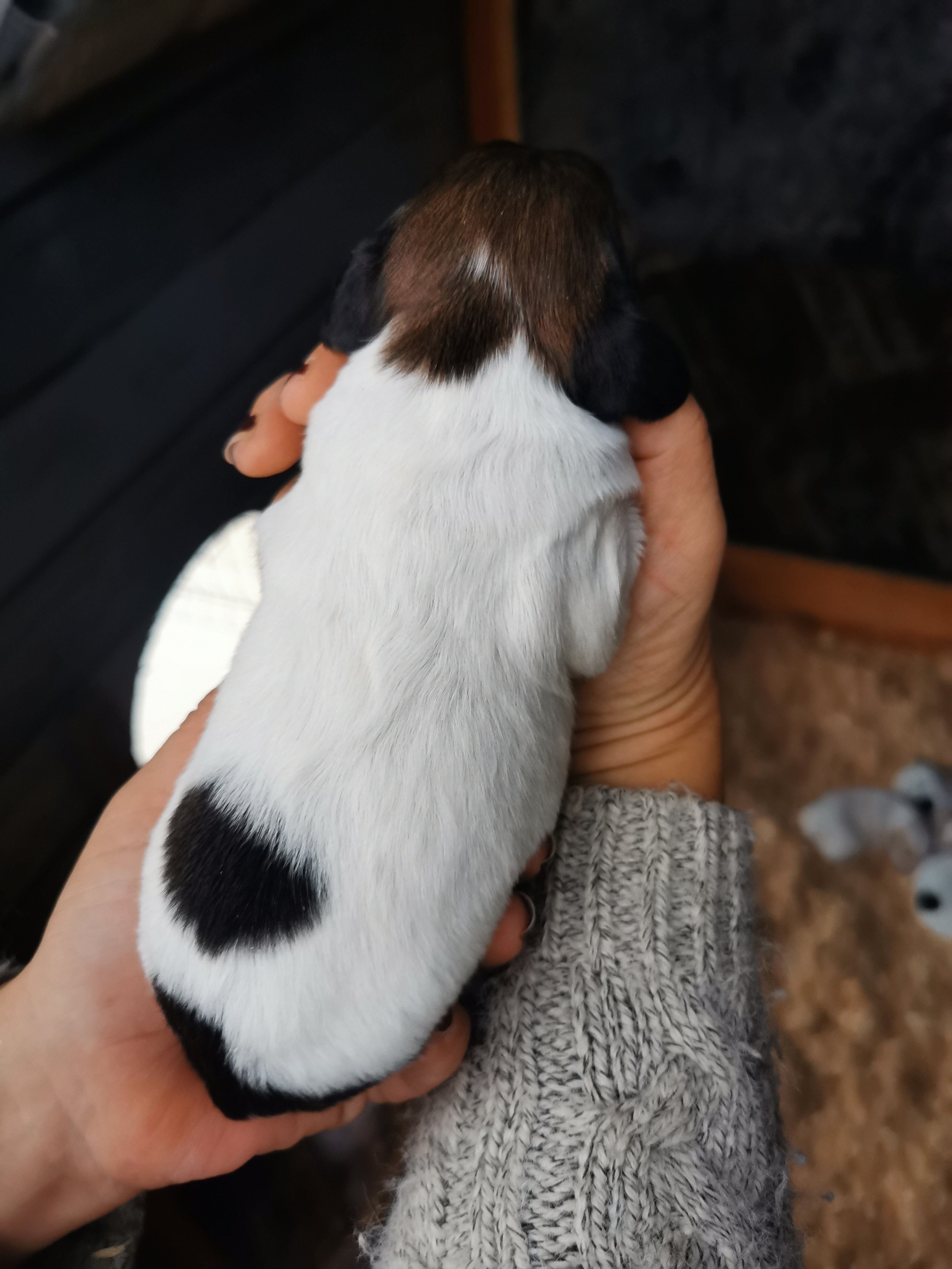 Chiots épagneul breton