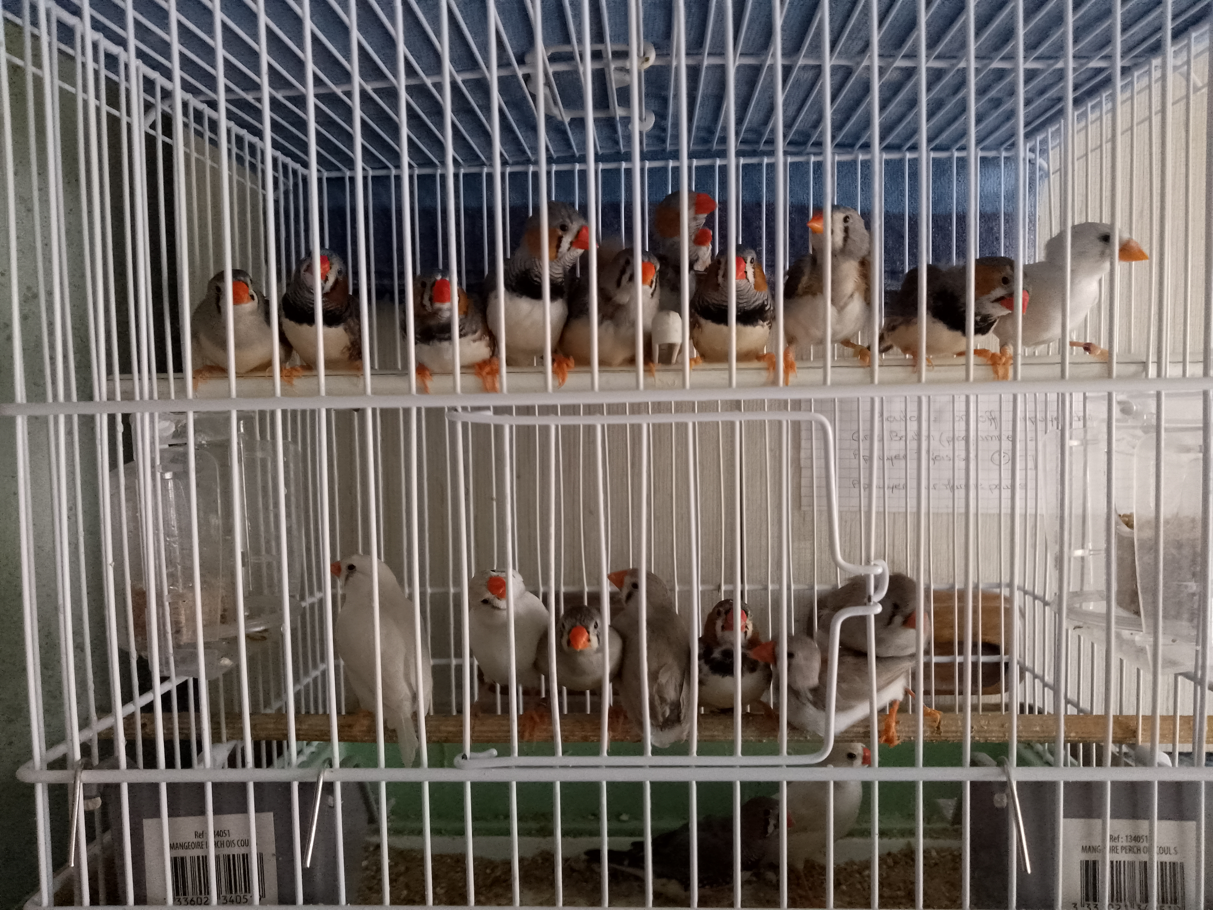Les mandarins
