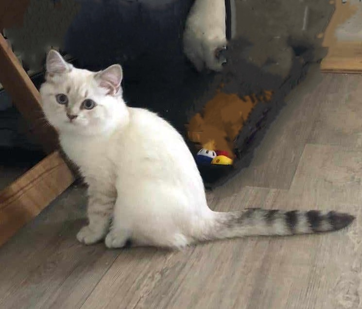 Stella et Freddy 2 chatons en adoption