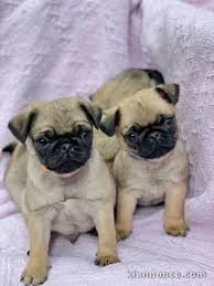 Chiots Carlins Inscrit Au LOF