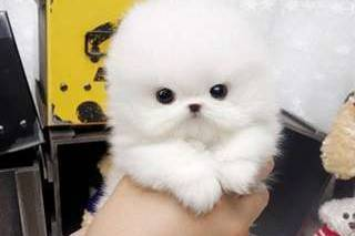Je donne le plus petit chiot du monde contre bons soins