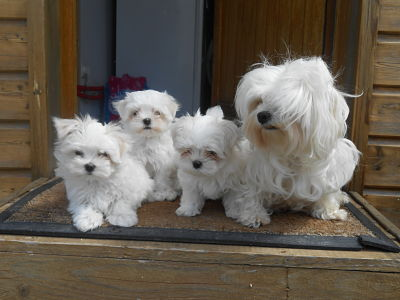 Bichon de malte
