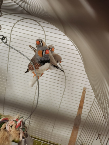 Mandarin