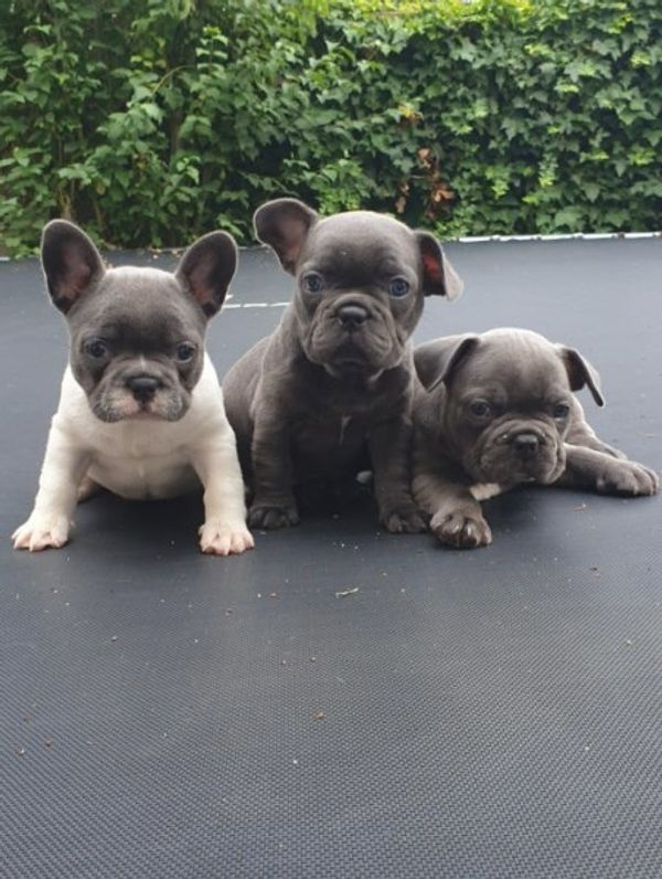 Adorables chiots bouledogue français disponible de suite