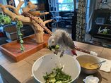 perroquet gris du gabon à donné