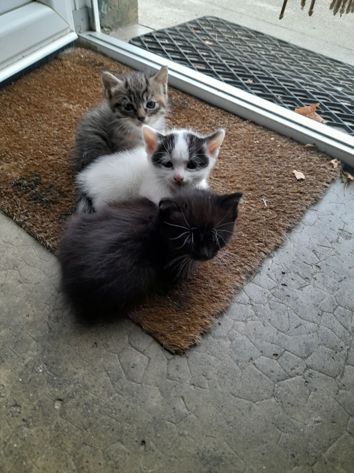 Chatons à donner.