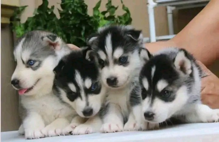 Husky sibérien disponible