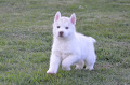 A donner contre bon soins  chiot husky sibérien femelle