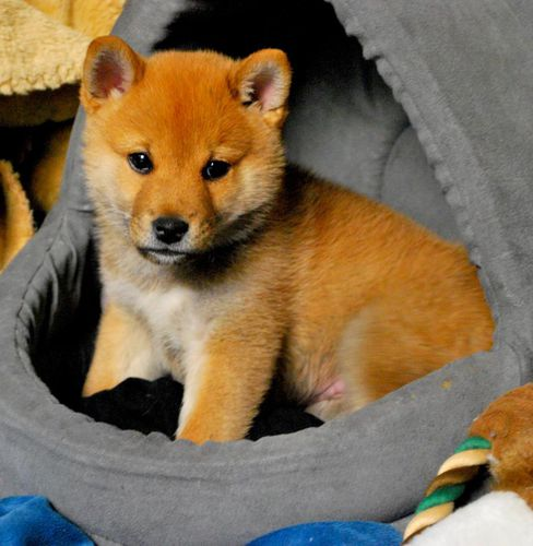 chiots shiba inu disponible de suite