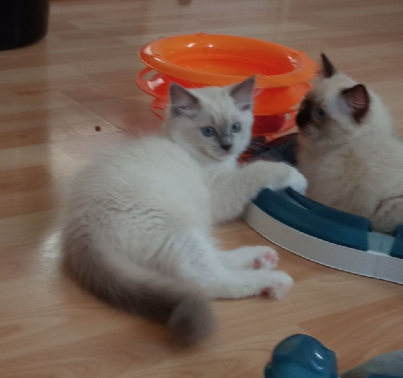 chatons Ragdoll pour compagnie
