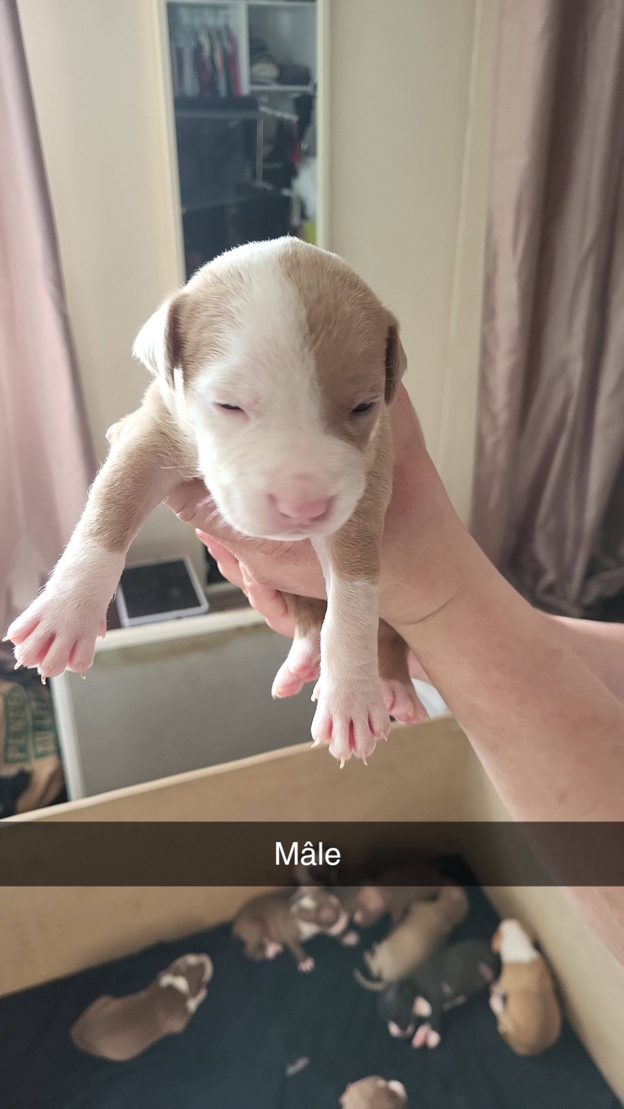 Pitt Bill/ American Bully