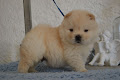 Donne petite chiot CHOW CHOW