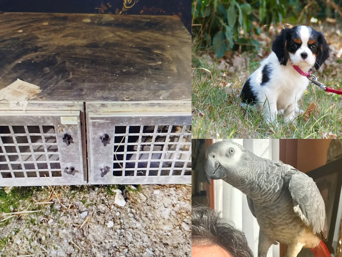 Accessoires pour animaux