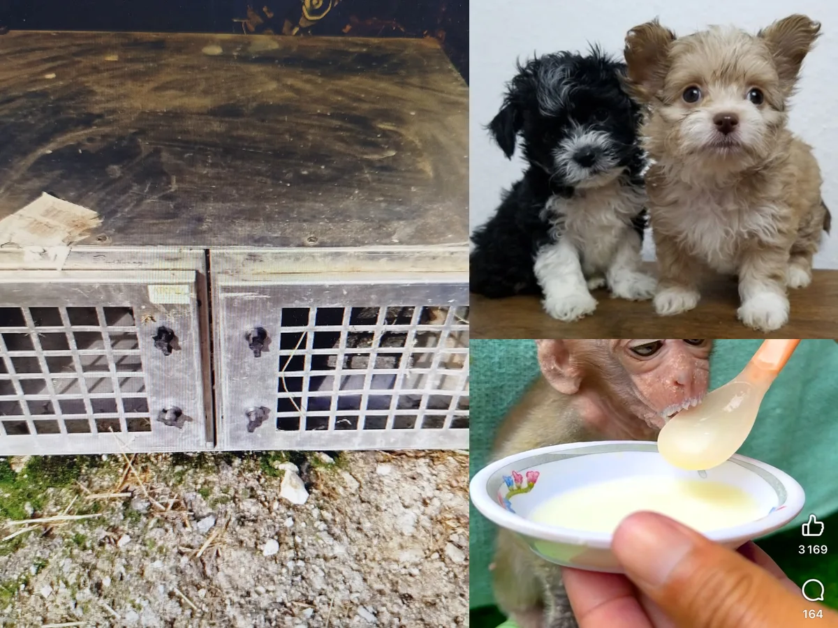 Accessoires pour animaux