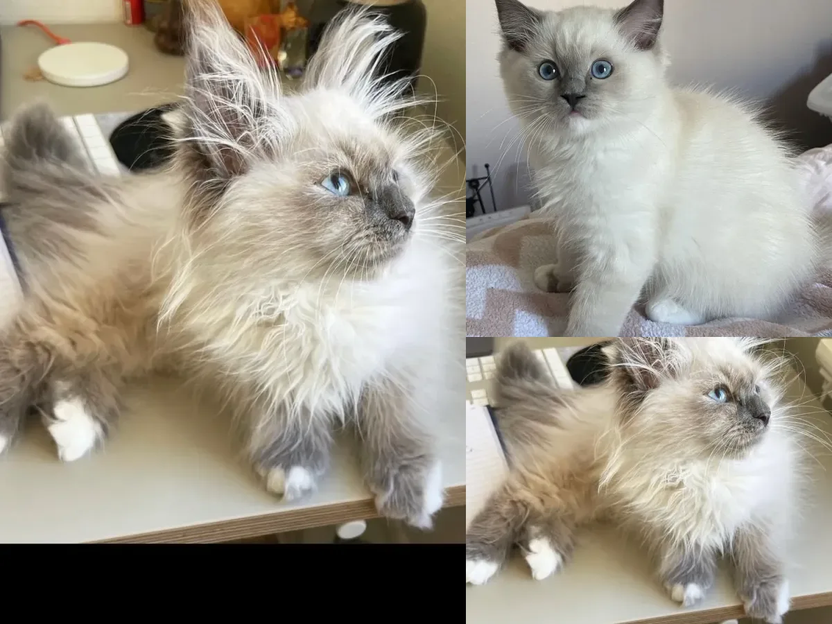 Chats
