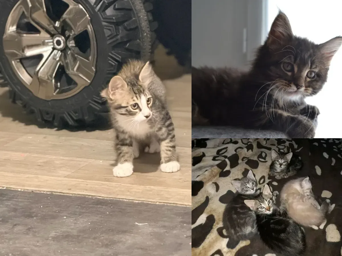 Chats