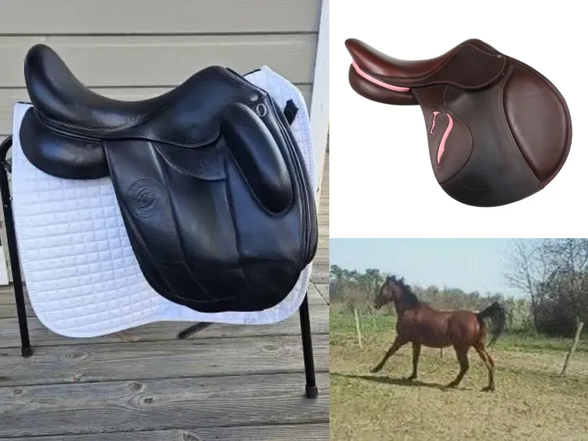 Chevaux & Équitation