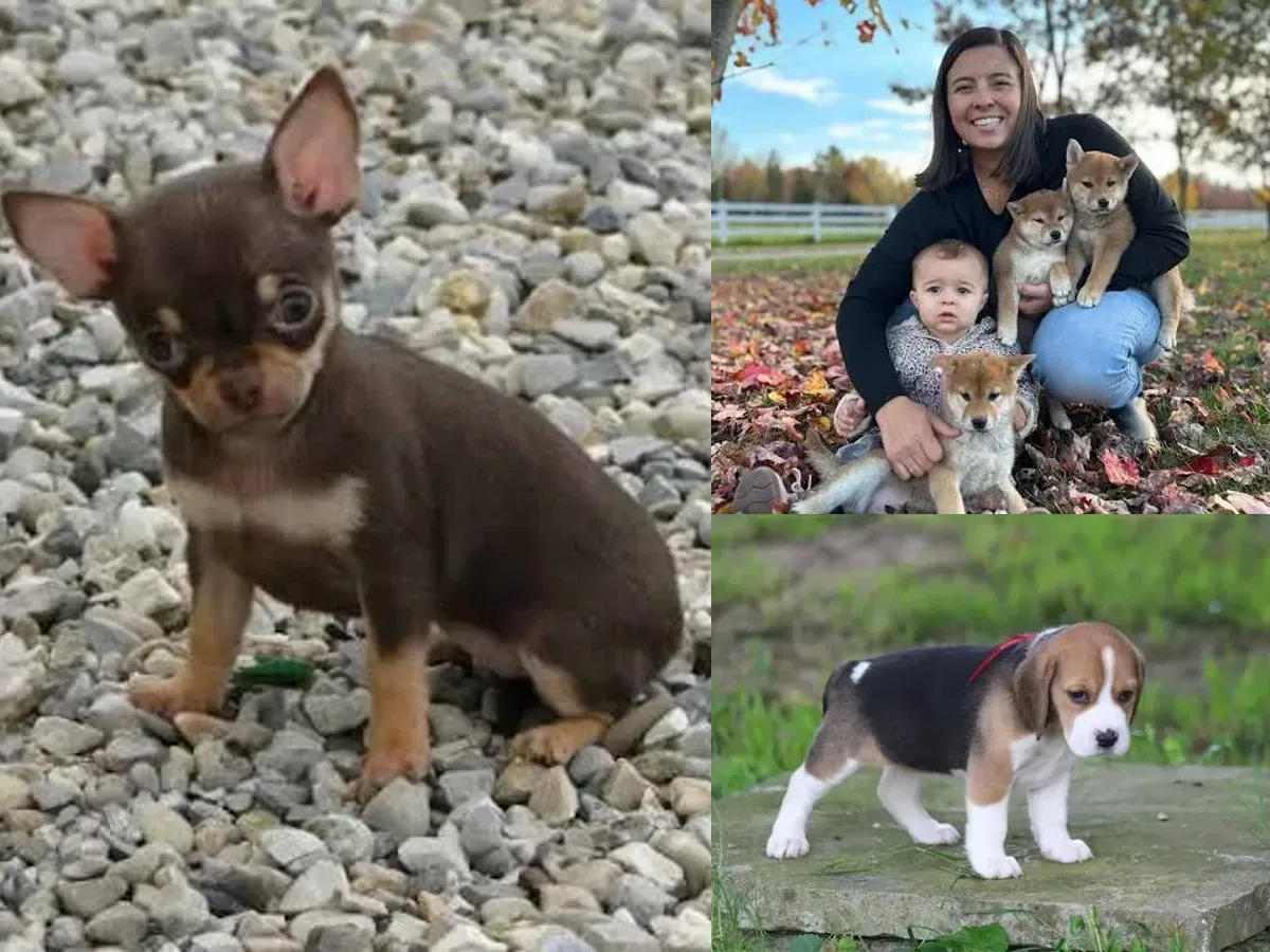 Chiens