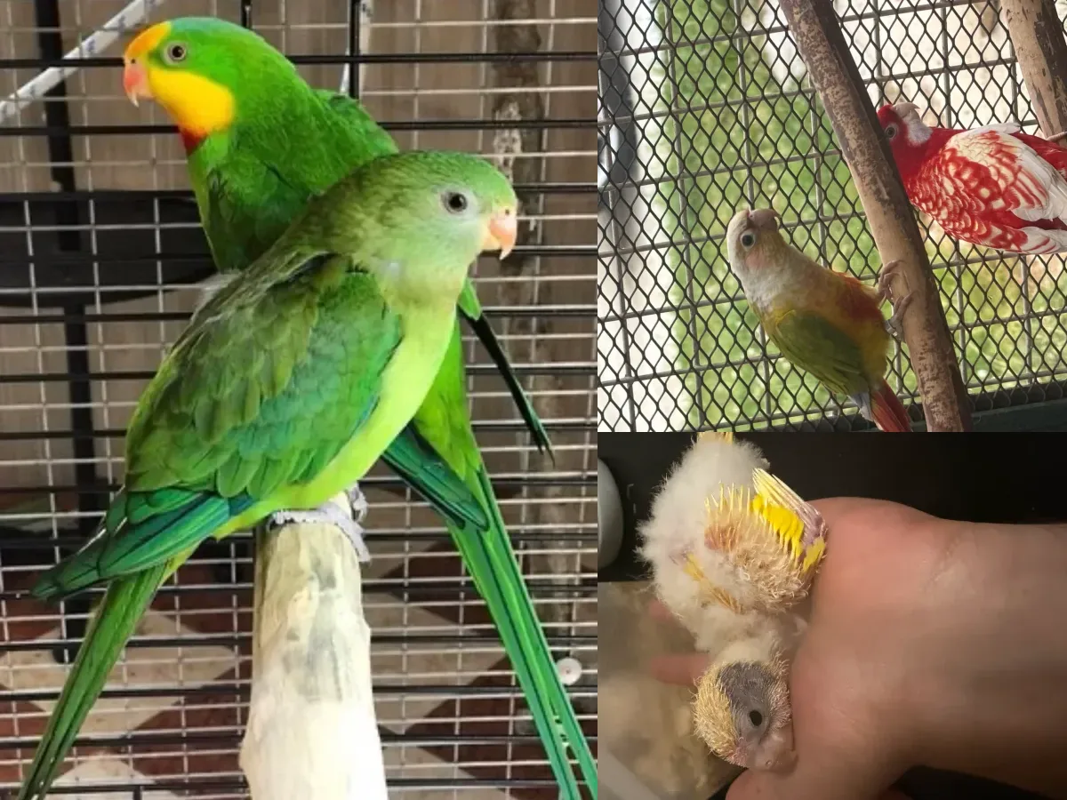 Oiseaux