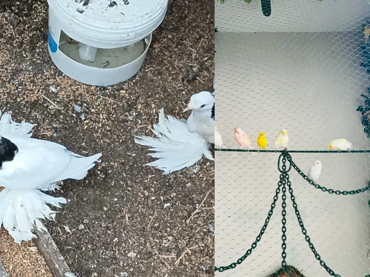 Oiseaux